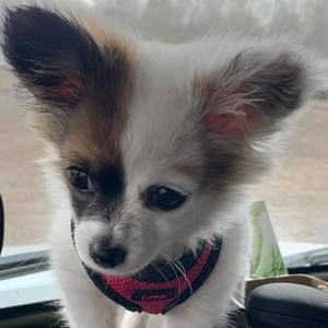 Meet your Posher, Samuel